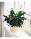 Peace and Serenity Planter